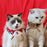 Christmas Scarf Knitted Pet Scarf Clothes